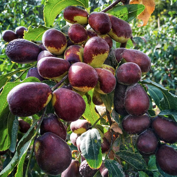 楽天市場】インド ナツメ（花・ガーデン・DIY）の通販