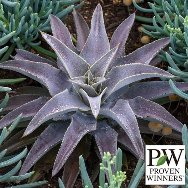 楽天市場】マンガベの通販