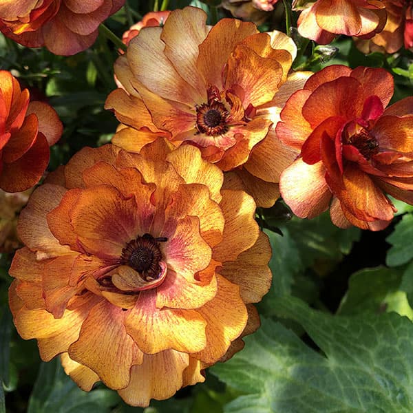 楽天市場】ラナンキュラス・ラックスの通販