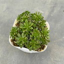 観葉植物/(わけあり特価)アエオニウム:小人の花束 3.5号ポット