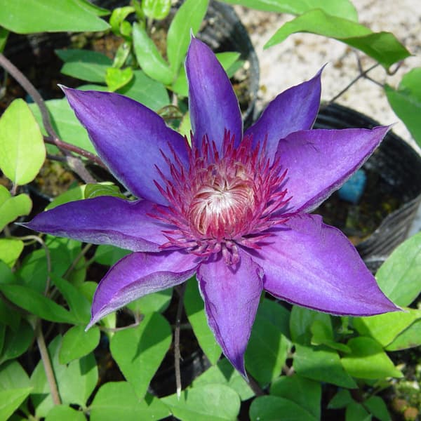 クレマチスの苗/クレマチス：マルチブルー3.5号ロングポット（パテンス系）