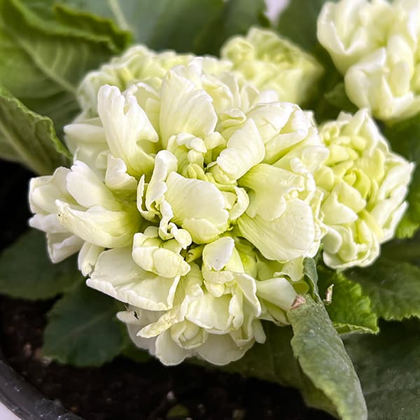 草花の苗/プリムラ：メロンムース3...