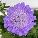スカビオサ:アメジストブルー5号鉢植え