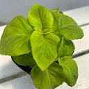 草花の苗/(わけあり特価)コリウス:プレミアムサン ライム3.5号ポット