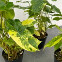 観葉植物/(わけあり特価)フィロデンドロン:バールマルクスバリエガータ 4号鉢植え