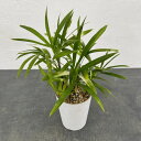 観葉植物/カンノンチク:富士の雪 4号鉢植え