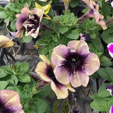 草花の苗/ペチュニア：レイ　シャドウ3.5号ポットのサムネイル