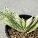 観葉植物/ガステリア:美鈴の富士 3号鉢植え25-01