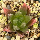 観葉植物/ハオルチア:グラキリス 2.5号鉢植え