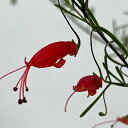 花木 庭木の苗/エレモフィラ:デシピエンス6号鉢植え