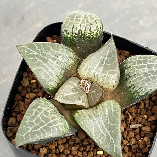 観葉植物/ハオルチア：美紋コンプト2.5号スクエア鉢