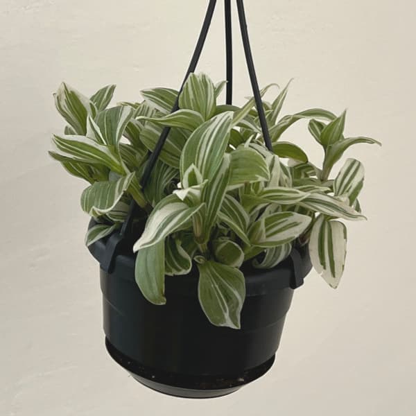 観葉植物/トラディスカンチア：テンダーネス3.5号吊り鉢