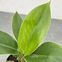 観葉植物/フィロデンドロン:インペリアルグリーン 2.5号ポット