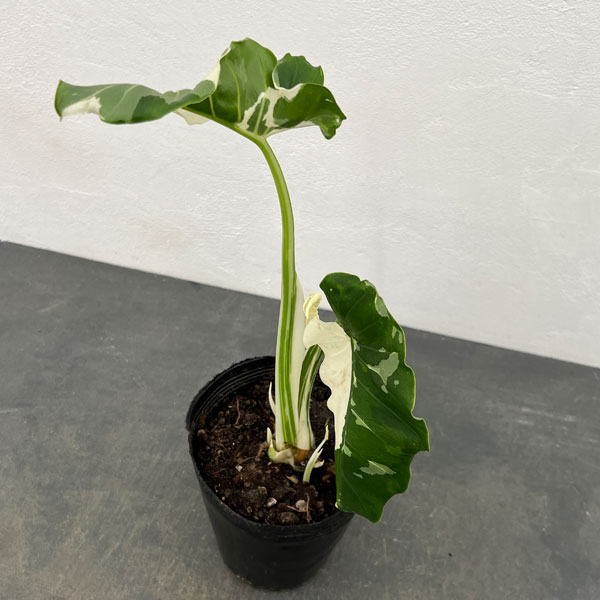 観葉植物/アロカシア：マクロリザバ...