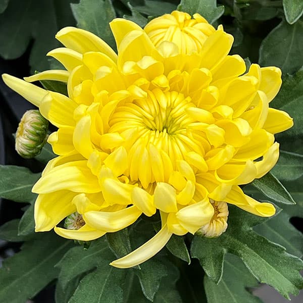 草花の苗/ポットマム・コスモコンパクト イエロー3.5号ポット