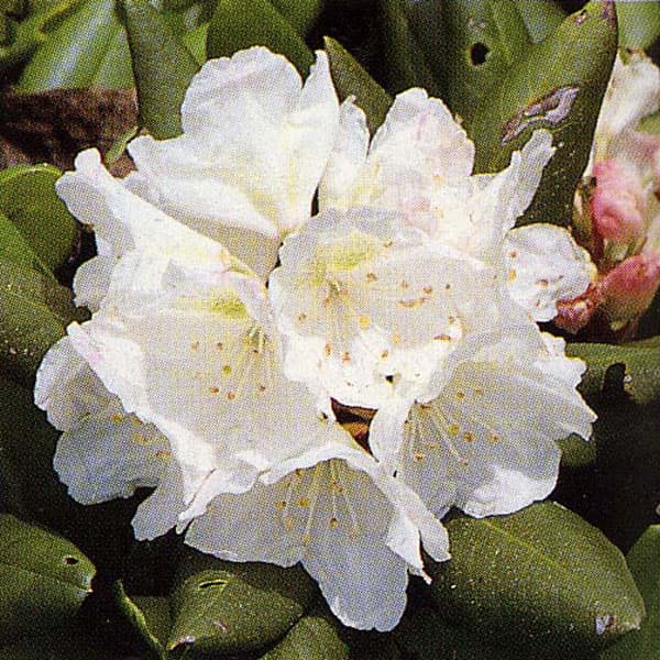 山野草の苗/エリモシャクナゲ 3号ポット