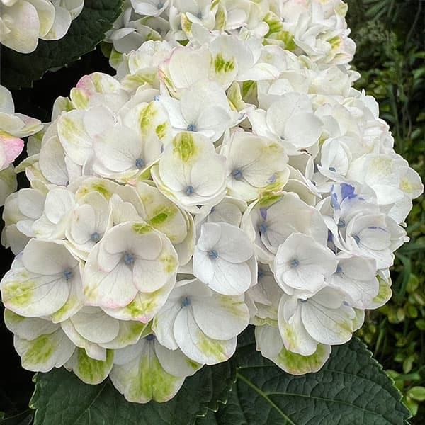 楽天市場】紫陽花 マジカルレボリューションの通販