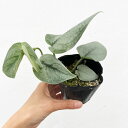 観葉植物/スキンダプサス:プラチナ 3号ポット