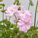 草花の苗/(わけあり特価)ゼラニウム(バラ咲き):エンゼルピンキー3号ポット