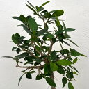 観葉植物/ガジュマル:センカクガジュマル 6号鉢植え**