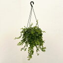 観葉植物/エスキナンサス:レッドスター5号吊り鉢*