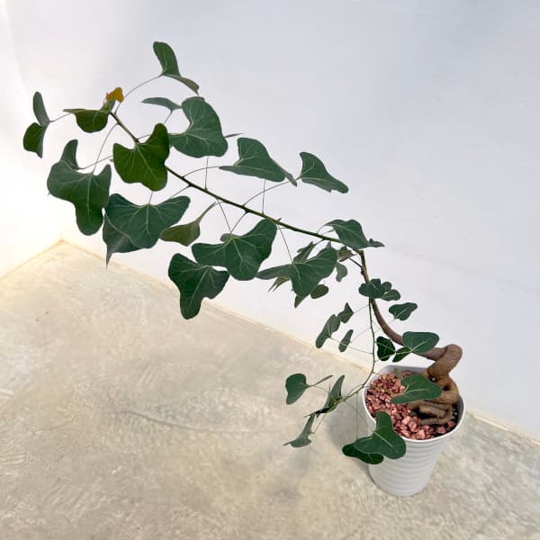 観葉植物/ブラキキトン（ボトルツリー）：ポプルネウス 7号26-01