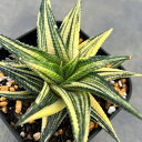観葉植物/ハオルチア:瑠璃殿錦(リミフォリア斑入) 3.5号スクエア鉢