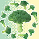 野菜の苗/Neo味わいブロッコリー ロングラン3号ポット 12株セット