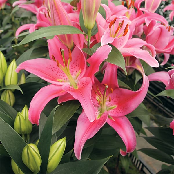 球根/ユリ：ハッピーオリエンタルリリーリッチロマンス1球入り