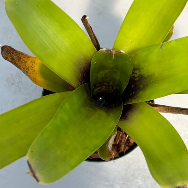 観葉植物/ネオレゲリア：クロロスティクタ マーブルスロート3号ポット