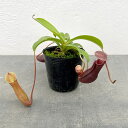 観葉植物/(わけあり特価)ネペンテス:ビリーベイリー(Billy Bailey) 2号ポット