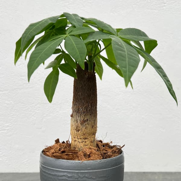 観葉植物/パキラ：グラブラ　3.5号ポット[タネから育てたかわいいパキラ　観葉植物]