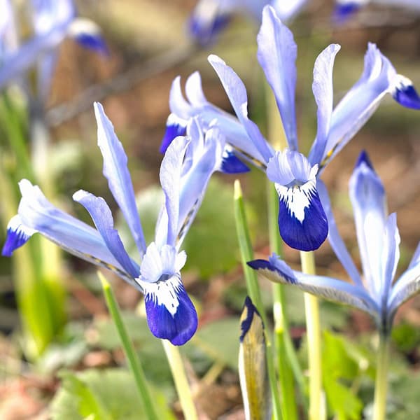 球根/アイリス： レティキュラータ クレレット5球入りのサムネイル