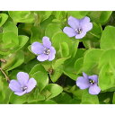 草花の苗/水生植物(ウォータープランツ):ウォーターバコパ3号ポット