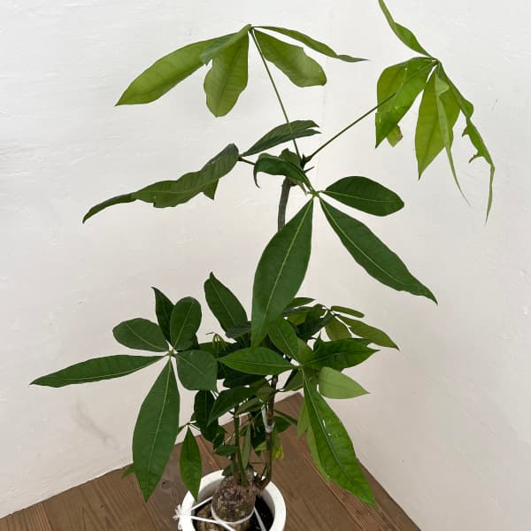 観葉植物/パキラ：グラブラ7号25-02