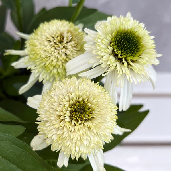 草花の苗/エキナセア：デリシャスヌガー6号ポットのサムネイル