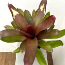 観葉植物/(わけあり特価)ネオレゲリア:カロリーナ マスカットミッドナイト 4.5号ポット