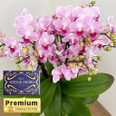 ミディコチョウラン:VINTAGE ORCHID(ヴィンテージオーキッド)シャオユウ5.5号陶器鉢植え