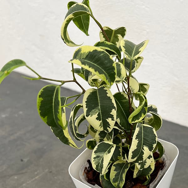 観葉植物/ベンジャミン（フィカス ベンジャミナ）：シタシオン 3.5号鉢カバー（プットネオ）付