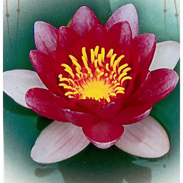 楽天市場】水蓮の花びらの通販