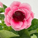 グロキシニア:ローズピンク八重4号鉢植え