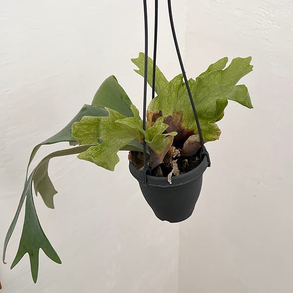 観葉植物/ビカクシダ：ウィリンキー...