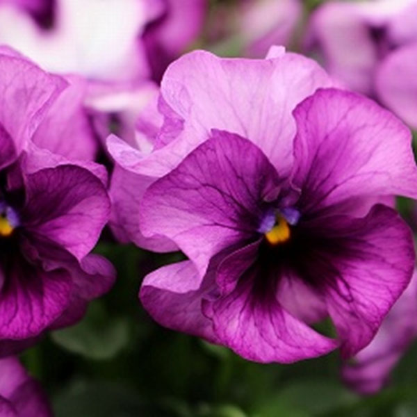 草花の苗/見元園芸さんのパンジー：ファランドール3-3.5号ポット*