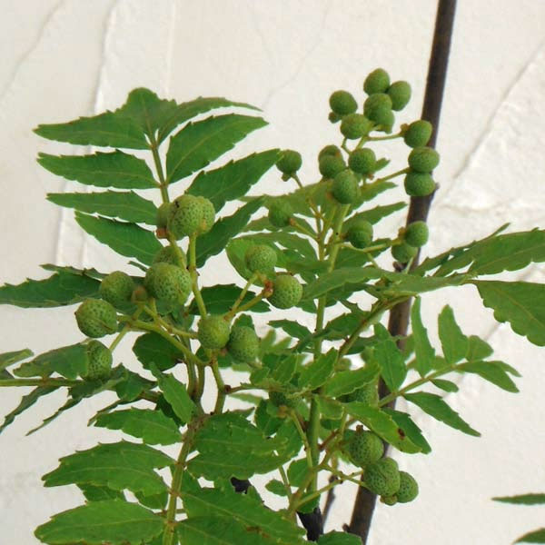 花木庭木の苗/山椒：朝倉大粒3号ポット