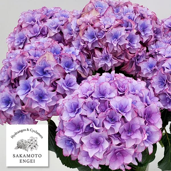 花木 庭木の苗/アジサイ：星のかけら（ブルー）3.5号ポット