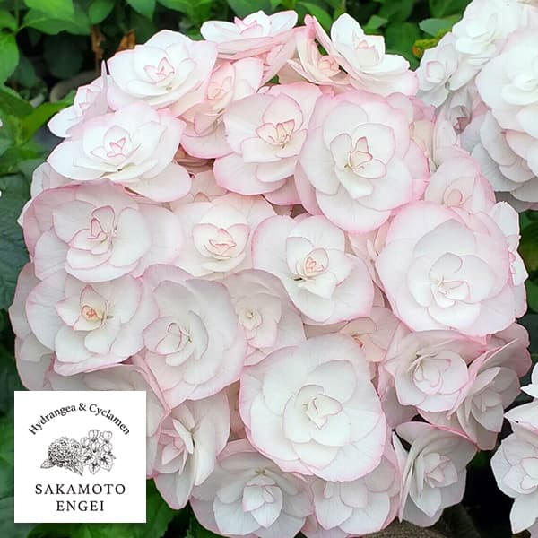 花木 庭木の苗/アジサイ：光雲（コウウン）（ピンク）3.5号ポット