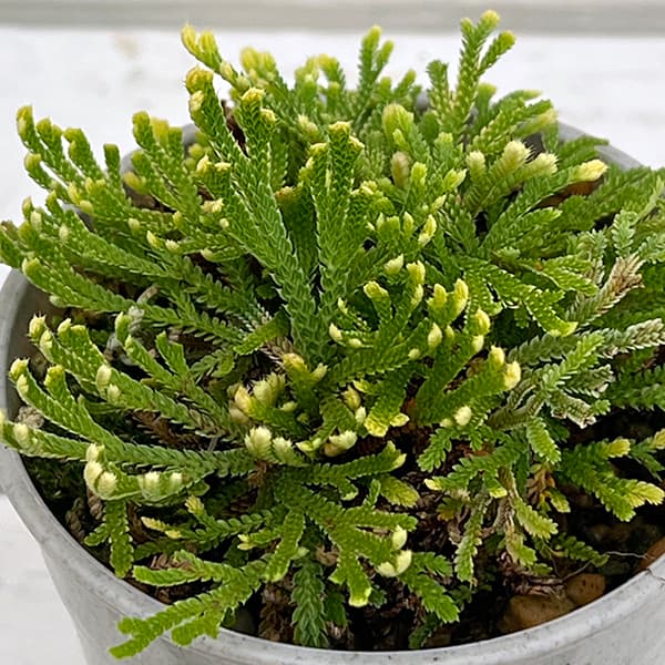 縁起物の丈夫なシダ植物 長生不死草・蘇生草 盆栽に 和物観葉山野草の苗/[サマーセール]イワヒバ:弥生（ヤヨイ）2.5号ポット★入荷から日数が経ったためセール価格となりました。商品の状態は画像と異なる場合があります。★イワヒバ（岩檜葉）は本州〜九州、東南アジアの各国に自生するシダ植物です。冬期、厳寒と乾燥に見舞われるような山地の岩の間に自生しています。岩松（いわまつ）やくさひばなどの呼名で古くから親しまれていますが、別名を長生不死草、または蘇生草とも言われ、縁起のよい植物とされています。独特の風貌と生命力から、観賞用、特に盆栽として人気です。日本の自然美を凝縮したような姿が魅力です。乾燥に強く、育てやすいので初心者にもおすすめです。タイプ：イワヒバ科イワヒバ（セラギネラ）属の常緑多年草学名：Selaginella tamariscuna用途：鉢植え日照：半日陰（春から夏は日よけ）栽培方法：強い光の当たらない場所で、ある程度、日当たりのよい場所で管理します。時期や株の大きさによっても異なりますが、遮光ネットやよしずなどで遮光が必要です。水やりはなるべく日中、涼しい朝夕に3〜10月の生育期には葉の上から十分かけるようにします。梅雨時は水のやりすぎに注意します。冬期は水やりをしないで越冬させます。植え替えは株が張り、根が回れば植え替えます。2〜3年に1度、4〜6月頃に排水のよい用土に植え替えます。2.5号（直径7.5cm）プラ鉢植えです。季節や栽培環境により葉色、葉の大きさが変化します。画像は一例です。冬季は地上部が枯れた状態となることがあります。[サマーセール]イワヒバ:弥生（ヤヨイ）2.5号ポットの栽培ガイド日陰の庭におすすめのカラーリーフ