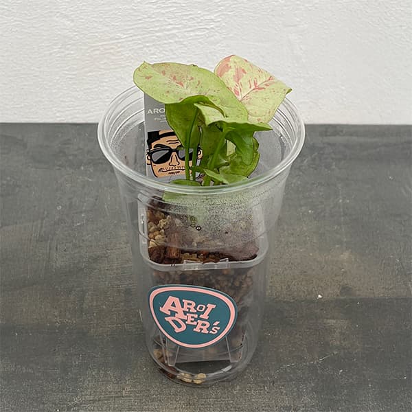 観葉植物/（わけあり特価）シンゴニウム：コンフェティダズルカラー 2.5号プラコレ（プラカップ入り）