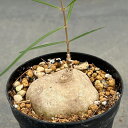 観葉植物/ブラキステルマ:スペックタイランド2.5号鉢植え