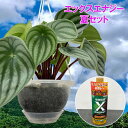 観葉植物/ペペロミア:サンデルシー 5号吊り鉢 エックスエナジー夏セット